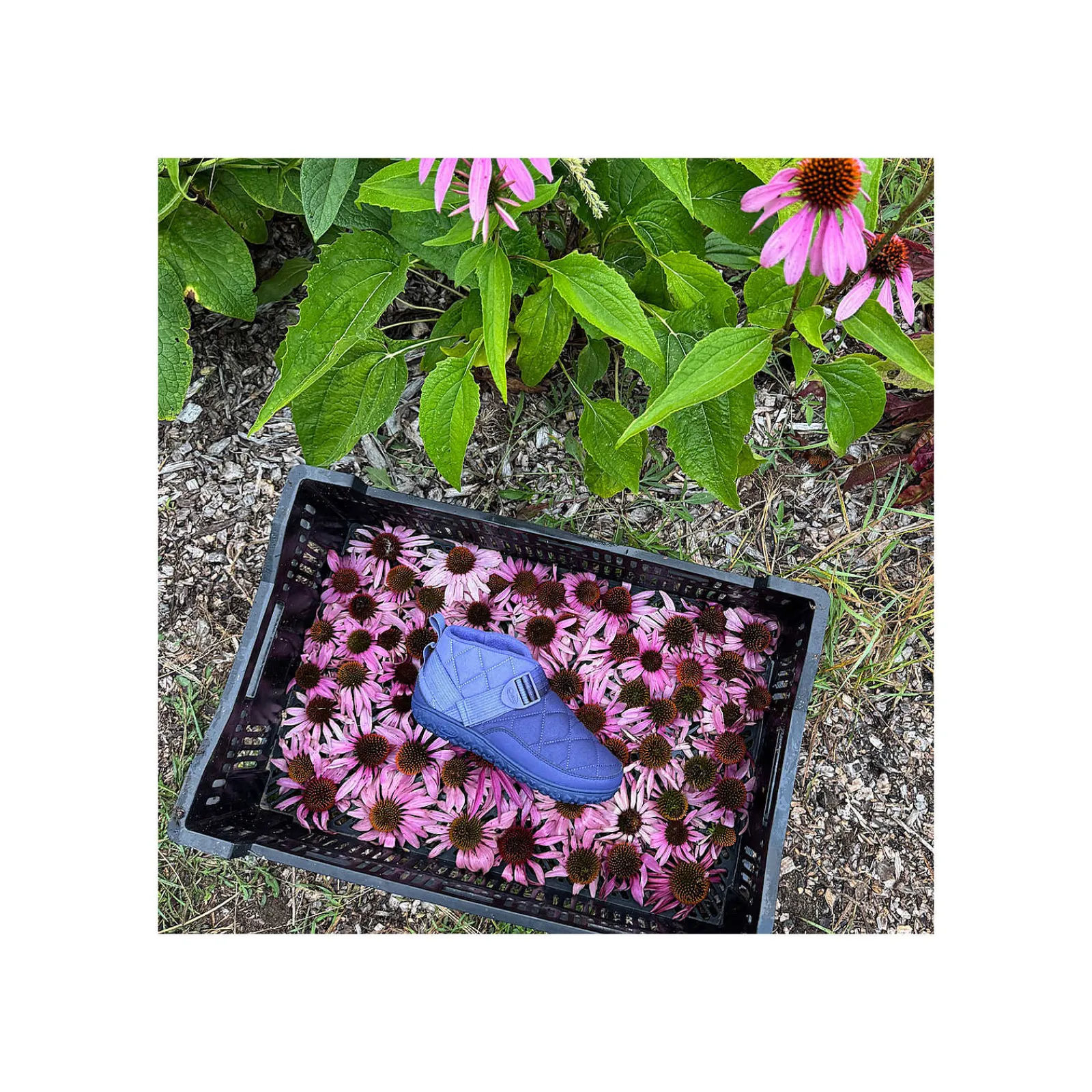 Chaco Women's Ramble Rugged Canvas Shoe|Women Boots